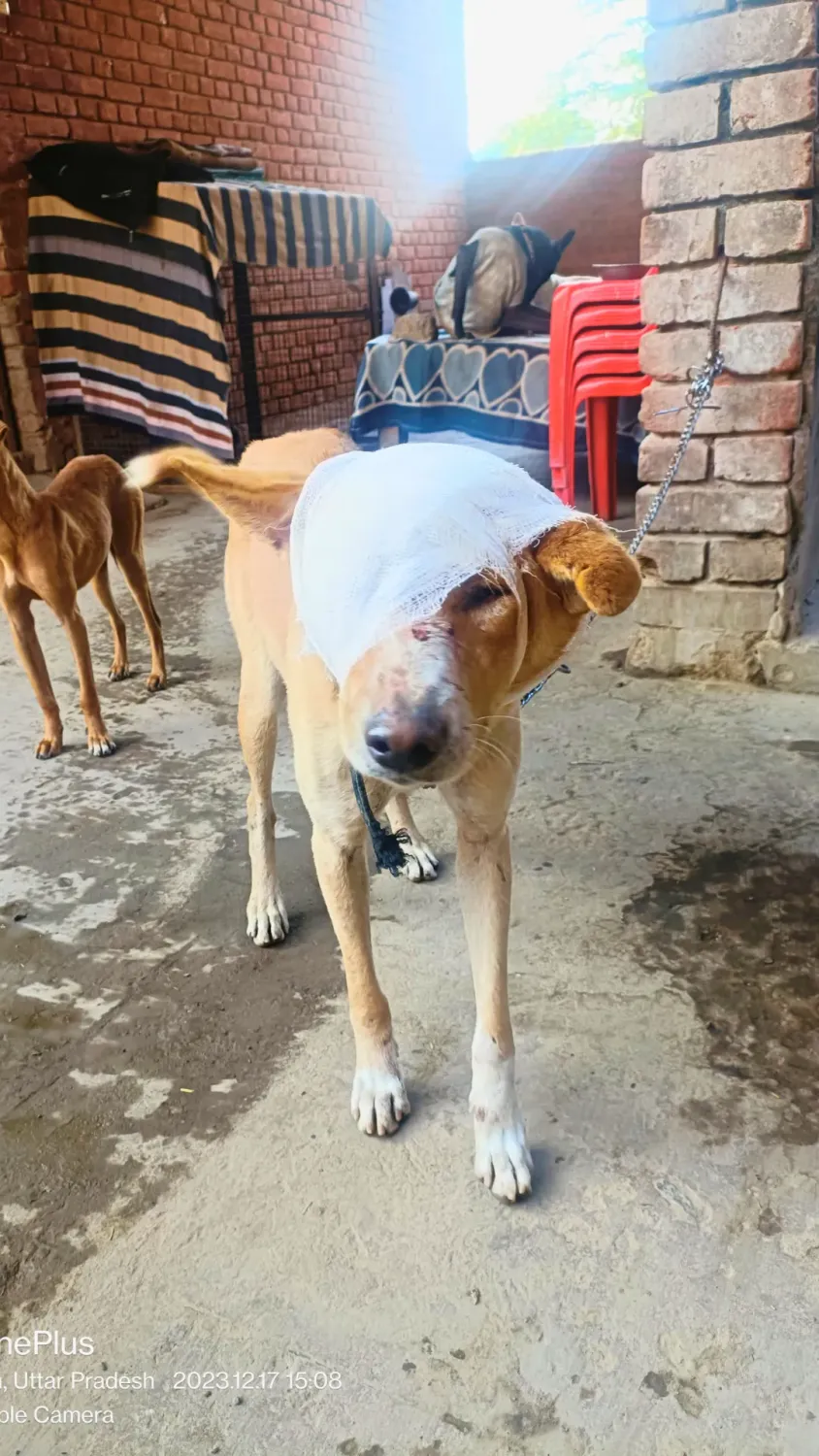 Bandaged dog receiving recovery care