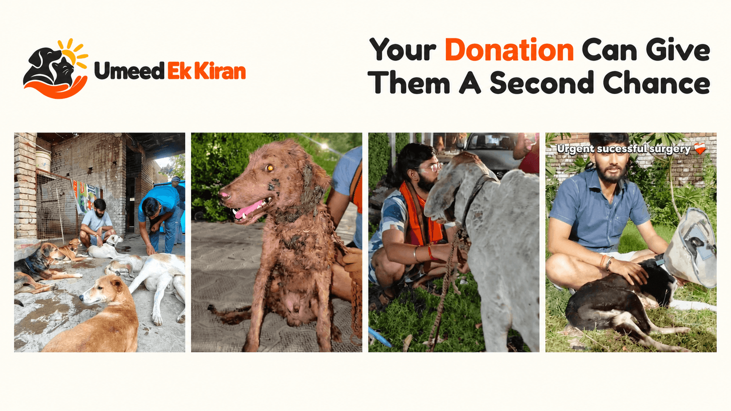 Injured animals cared for by Umeed Ek Kiran. Your ₹50 can give them a second chance.
