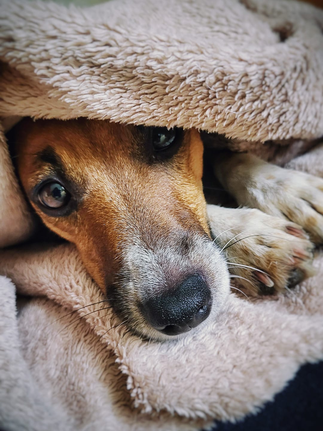 Kranker Jack Russell Terrier in eine Decke eingekuschelt