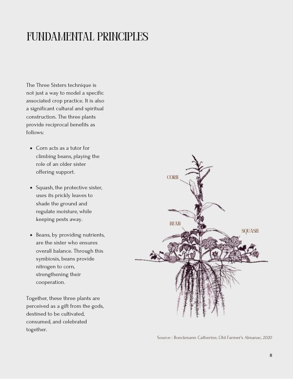 Page from the guide: illustration of corn, beans and squash growing together with their roots