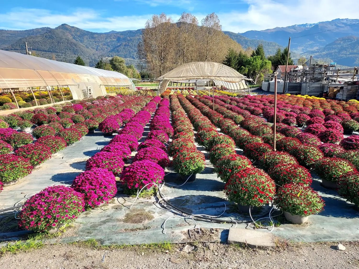 Les cultures de chrysanthèmes du Jardin de Chauffin