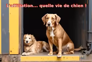 Deux chiens tristes assis dans un wagon illustrant la "vie de chien" des débutants en affiliation. 