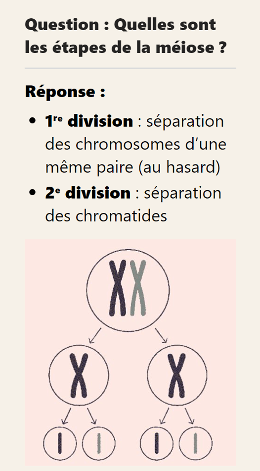 Verso : réponse / correction