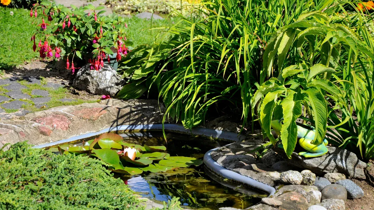 Formation en ligne comment créer et entretenir son bassin naturel sans moustiques