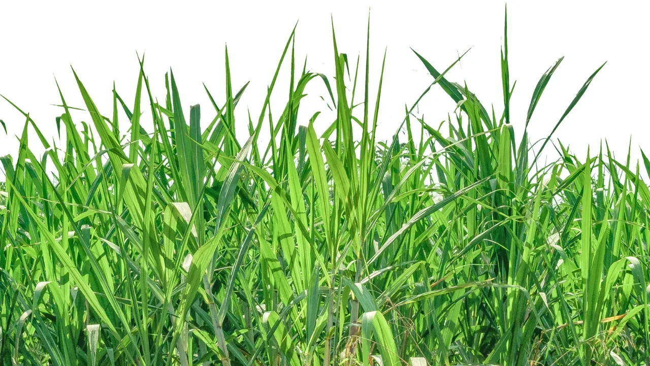 Formation préparation et rénovation de pelouse naturelle bientôt disponible