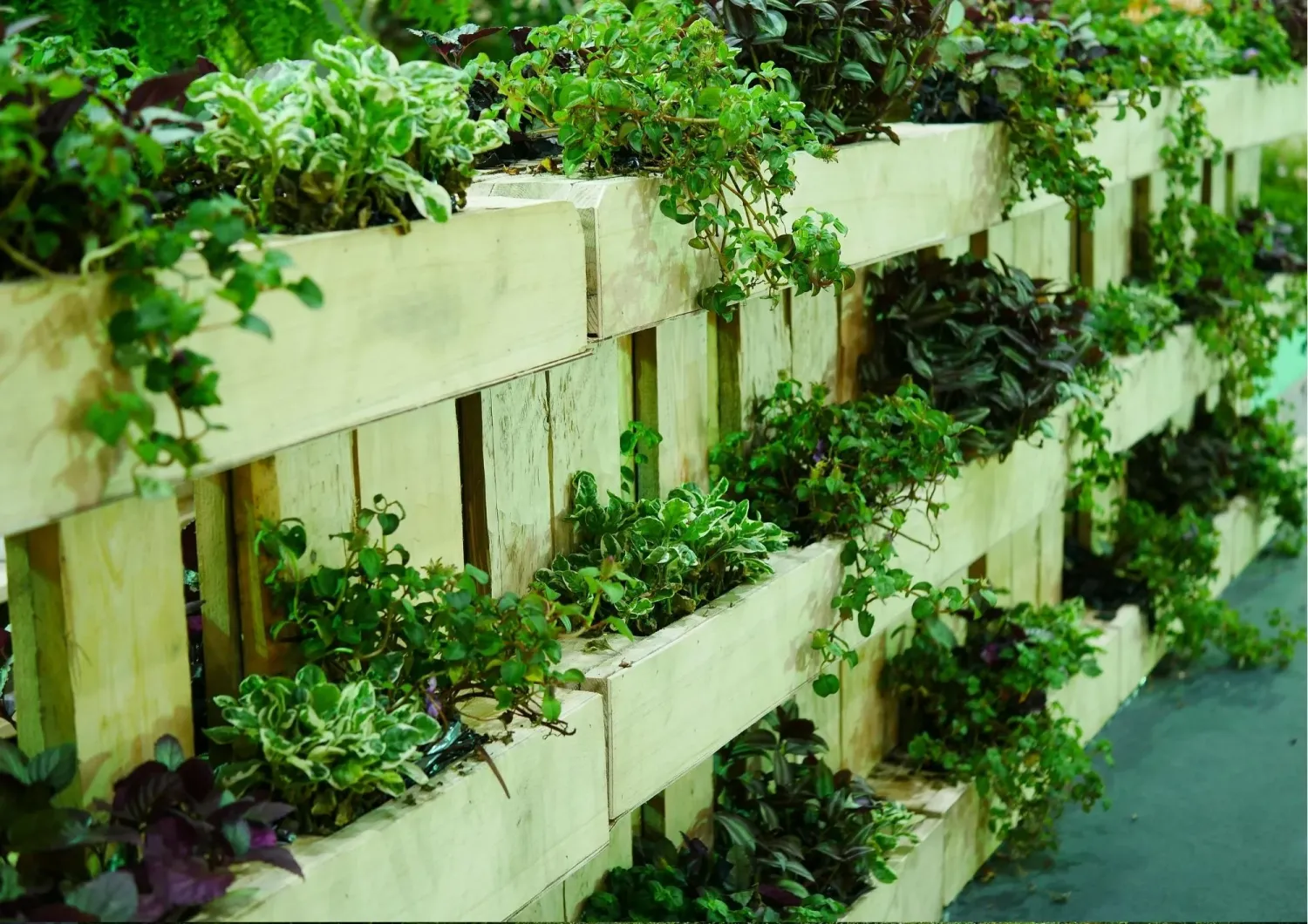 	Création de mur végétal et jardinières fleuries