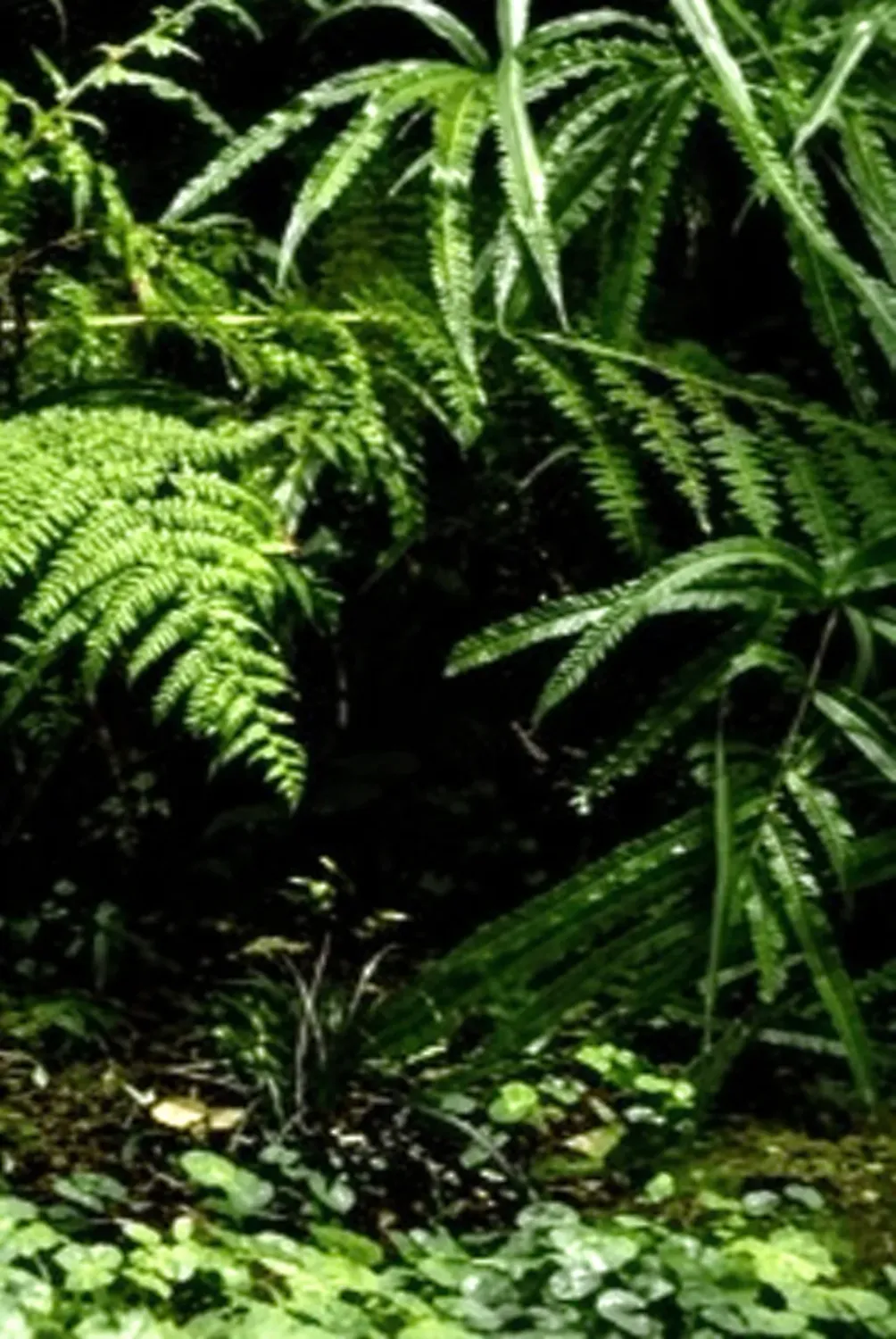 Entretien écologique de jardin pour particuliers et professionnels