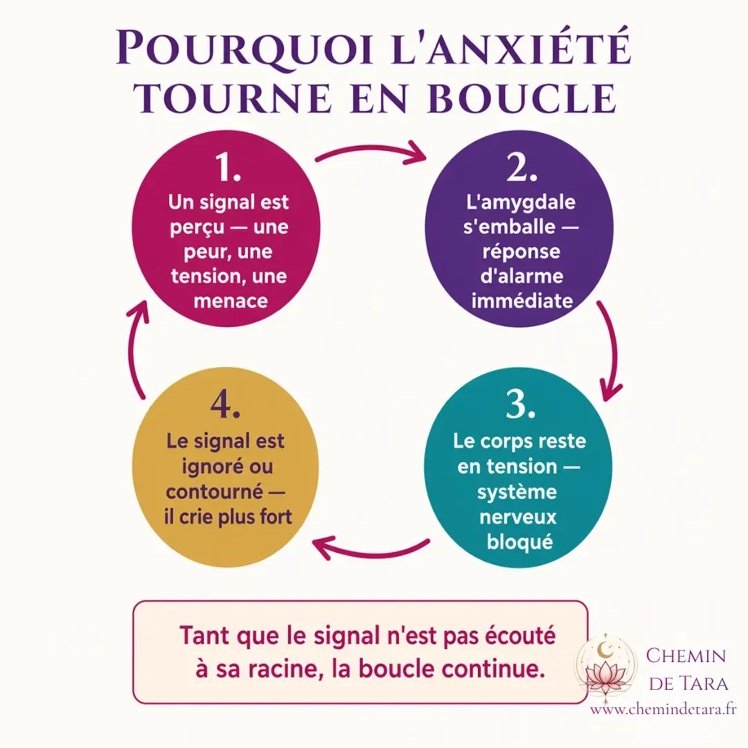 Infographie : la boucle de l'anxiété chronique — amygdale, système nerveux, signal ignoré — schéma explicatif par Aurélie Ferrari, psychopraticienne EFT, Chemin de Tara