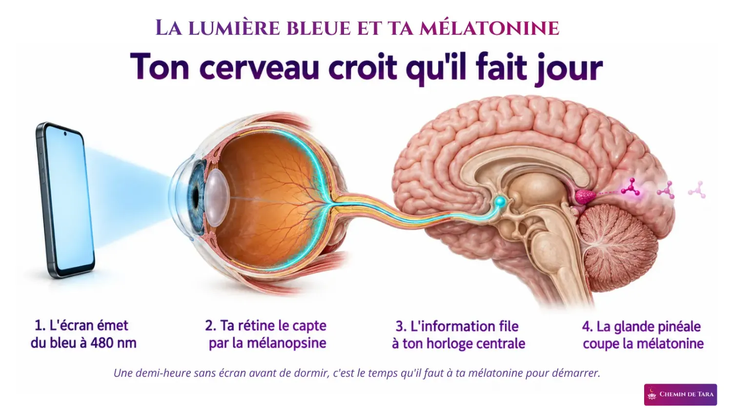 Trajet de la lumière bleue d'un écran, de la rétine au noyau suprachiasmatique puis à la glande pinéale qui coupe la mélatonine