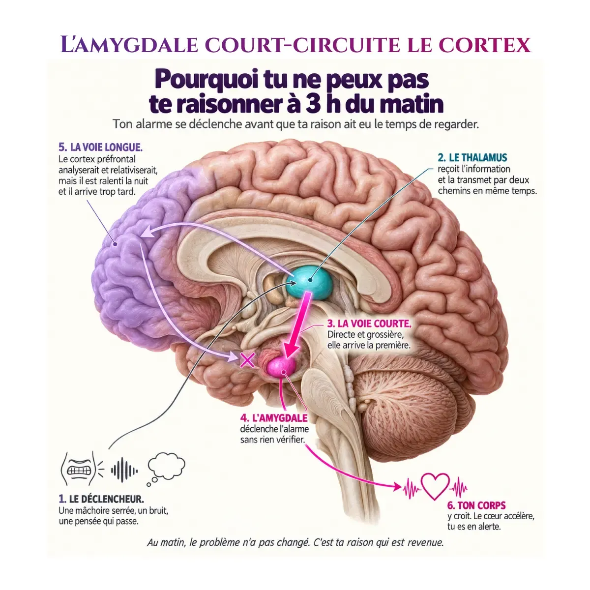 L'amygdale court-circuite le cortex préfrontal, la voie courte de l'alarme arrive avant la voie longue du raisonnement