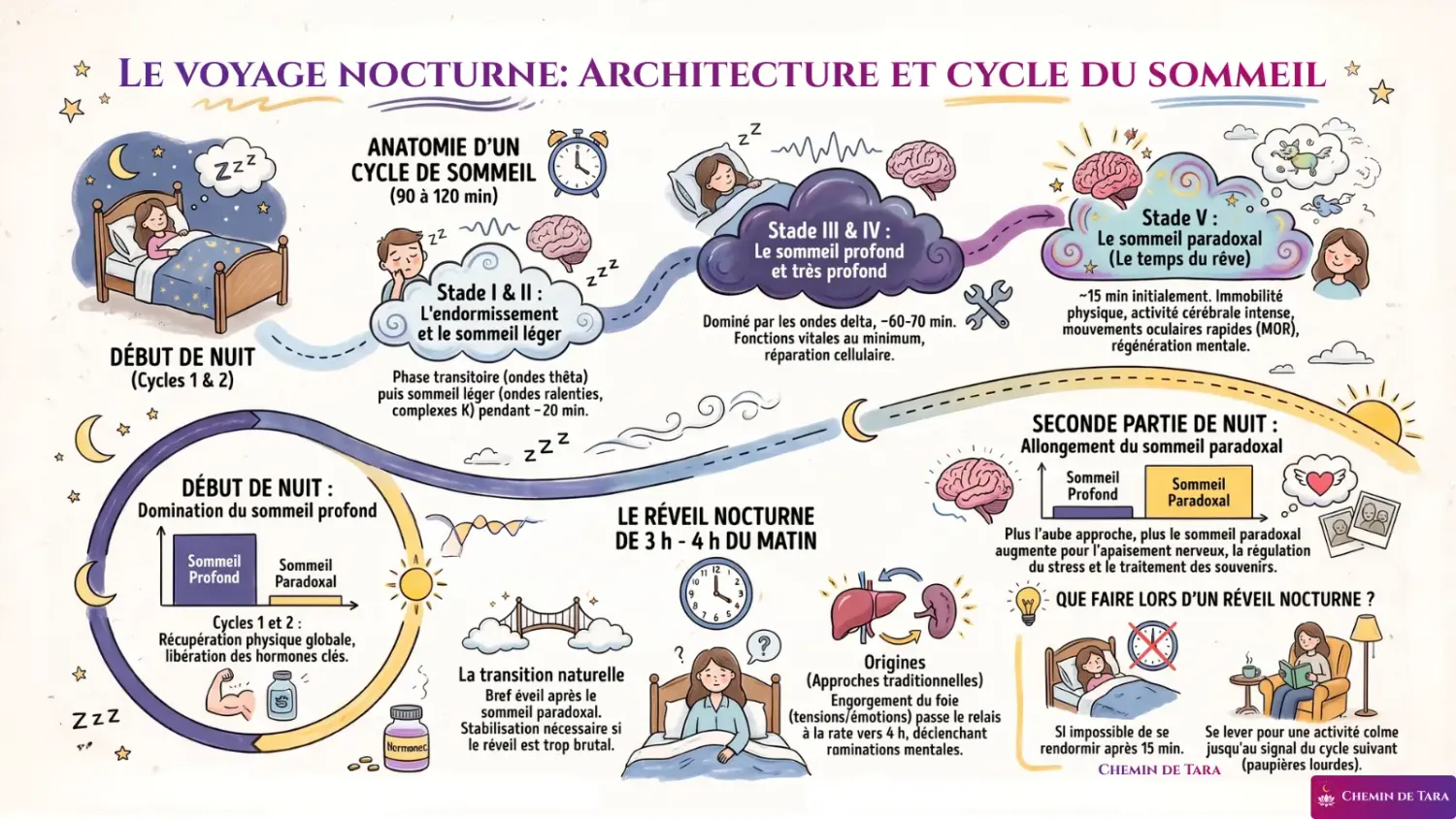 Architecture d'une nuit de sommeil, les cycles se succèdent et le sommeil profond domine la première moitié de la nuit