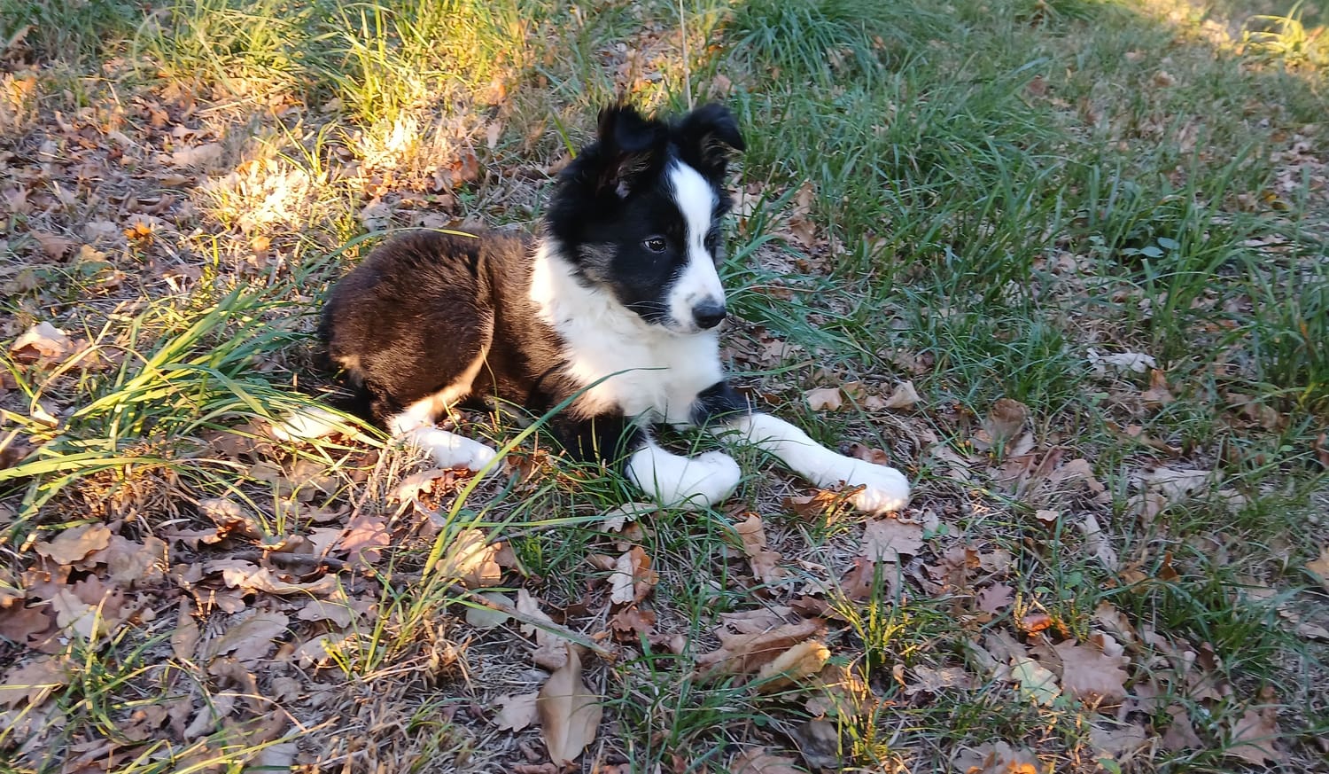 chiot border collie Tsuki couché repos