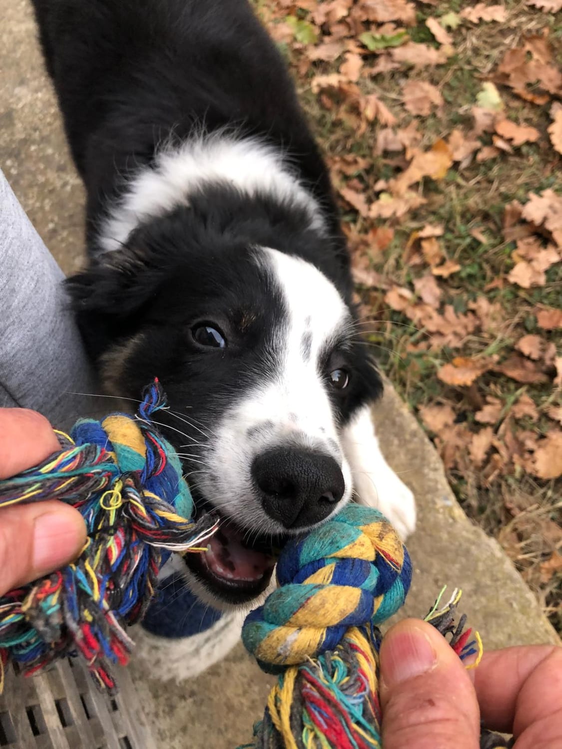 chiot border collie Tsuki mord jouet