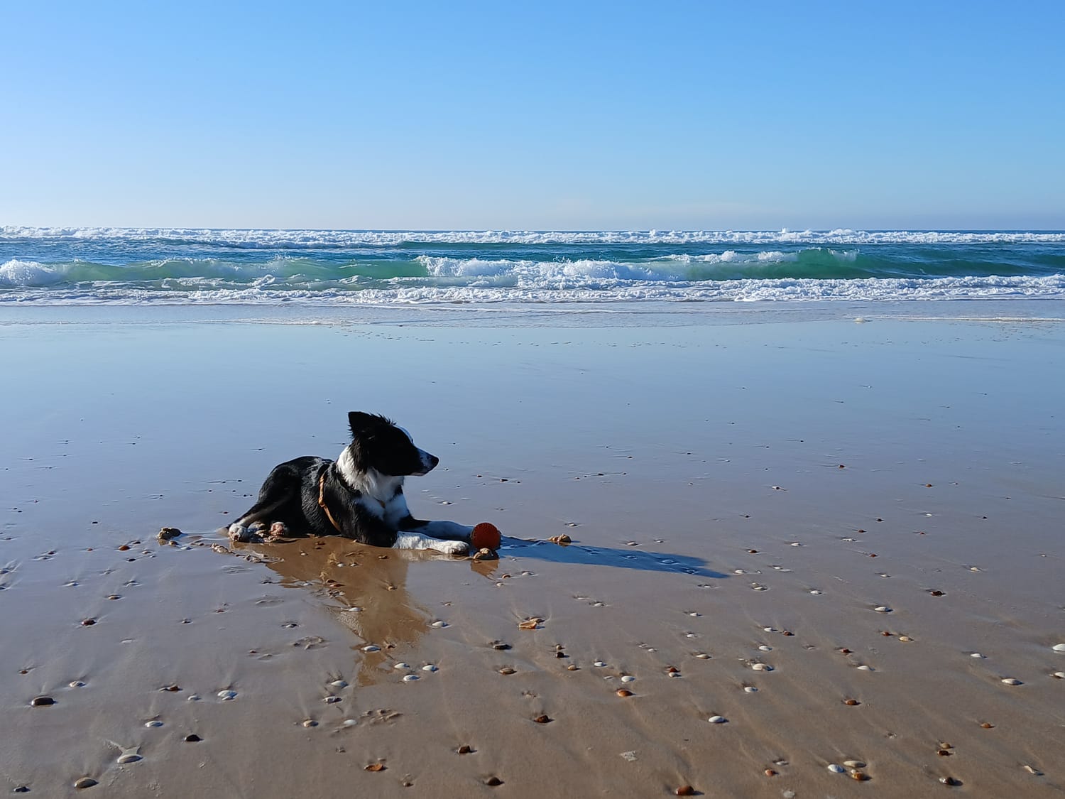 Tsuki chiot bprder collie socialisation océan