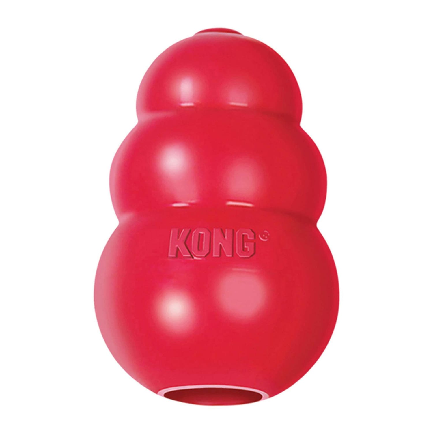 chiot border collie jouet occupation kong