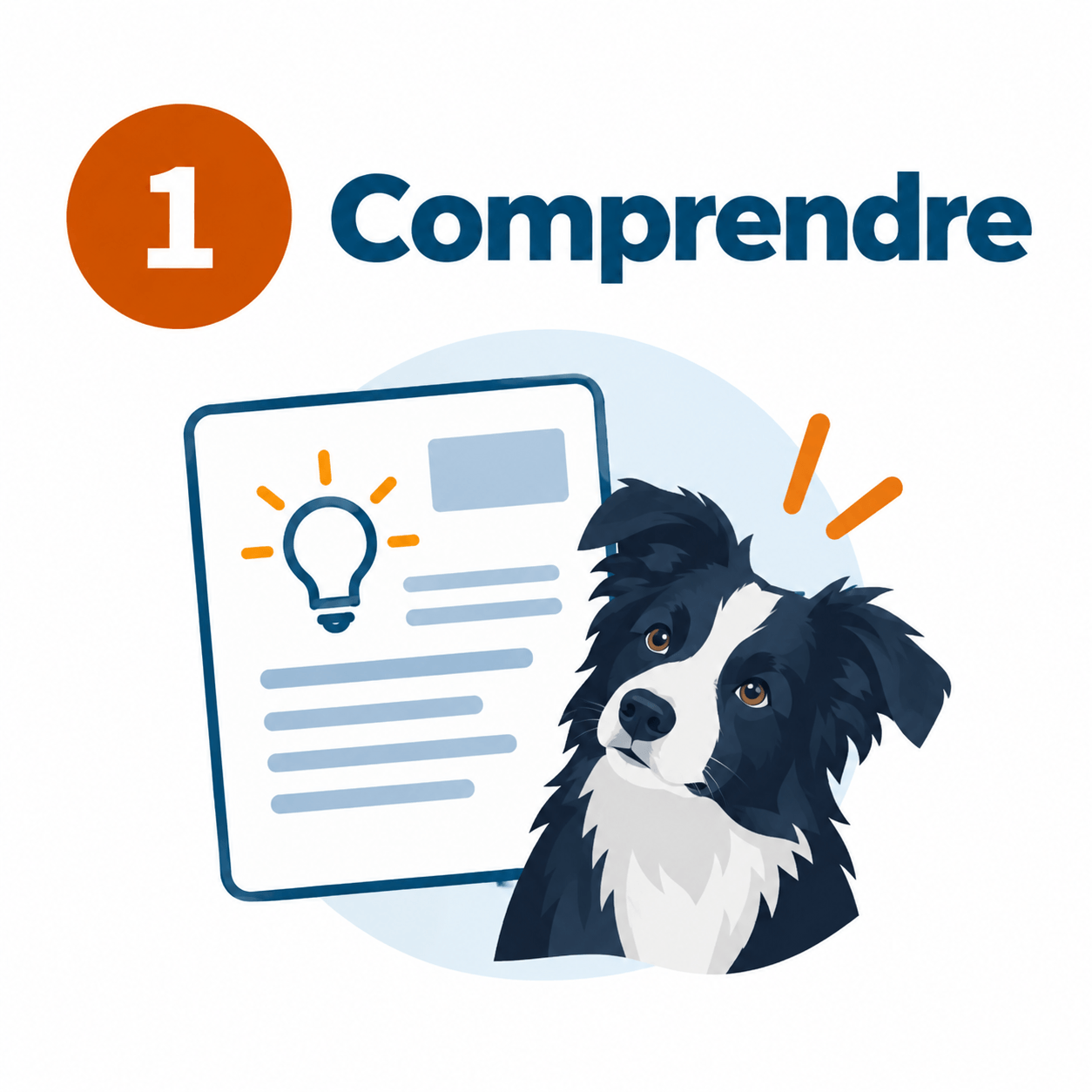 border collie attentif