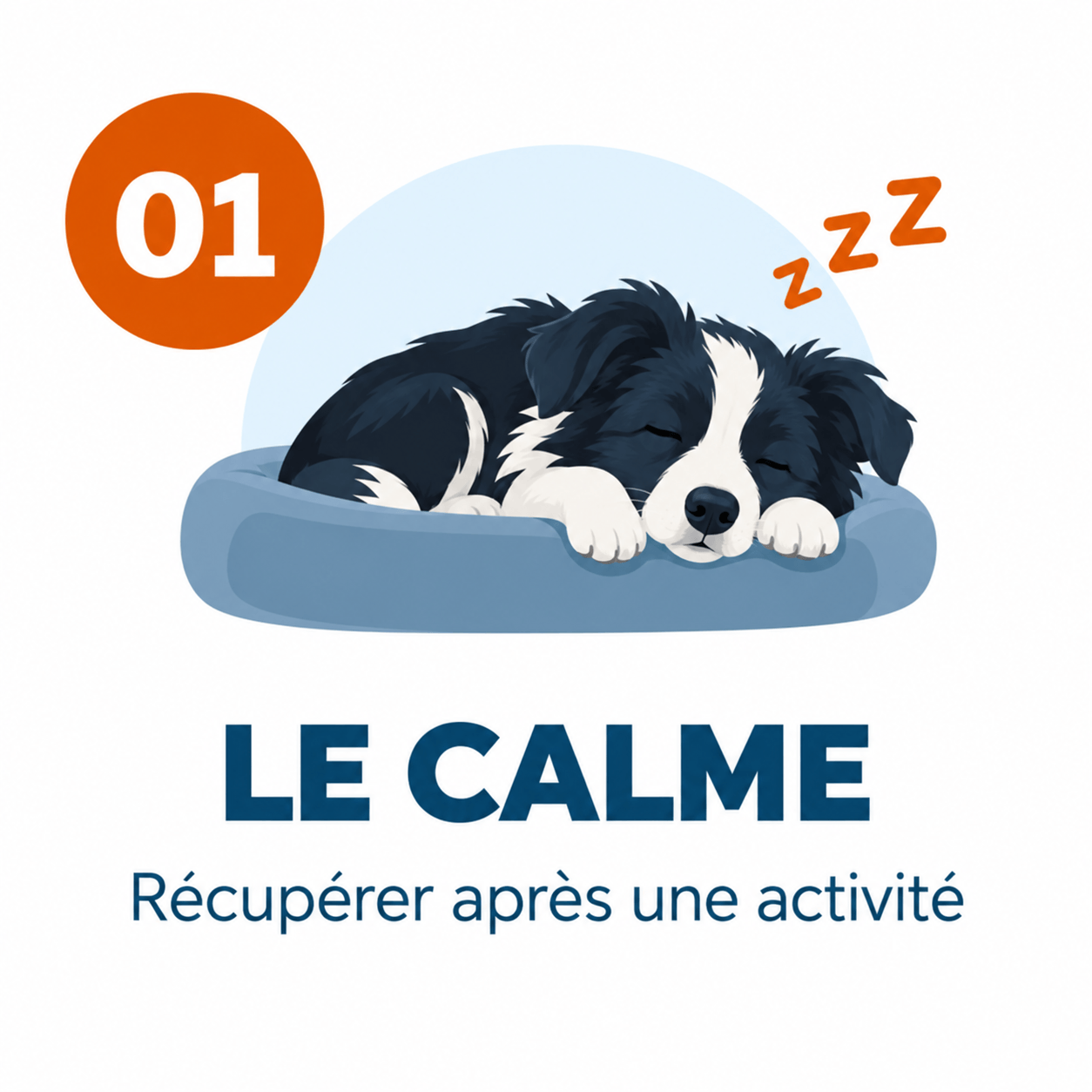 border collie calme
