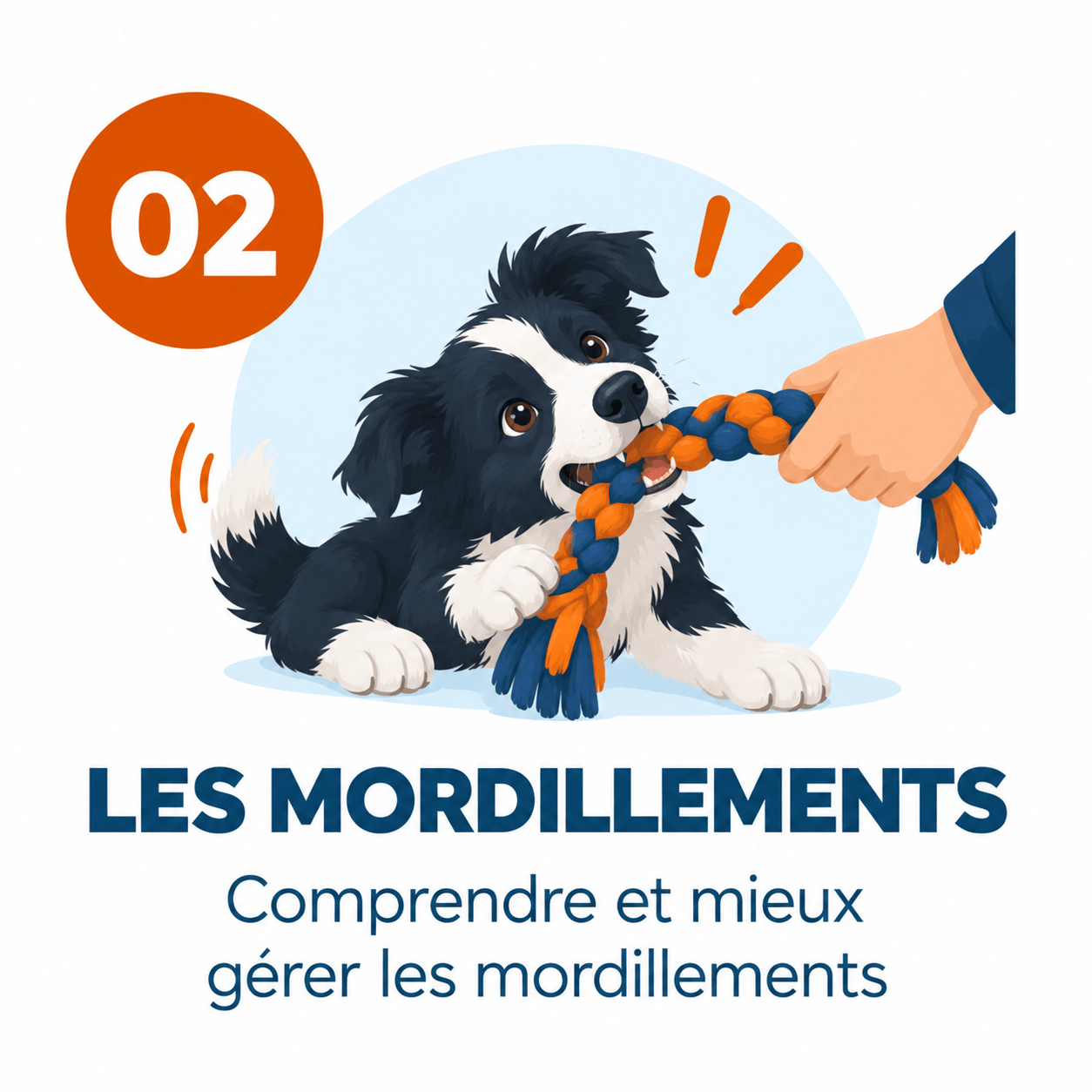 border collie mordillements