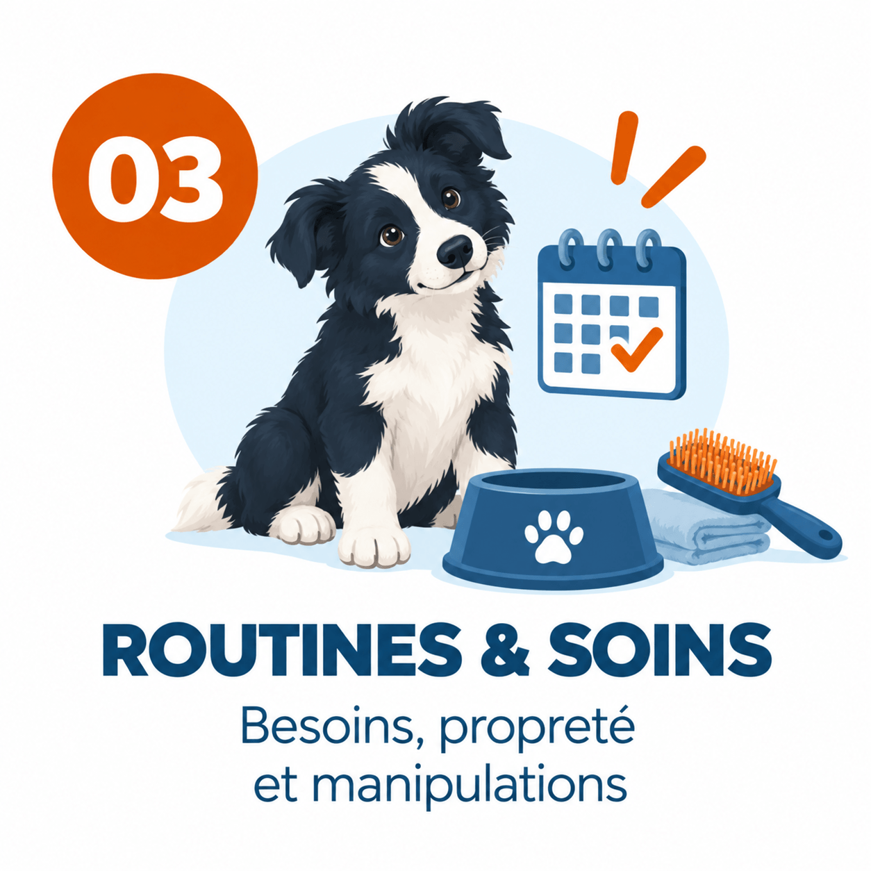 border collie Routine Propreté
