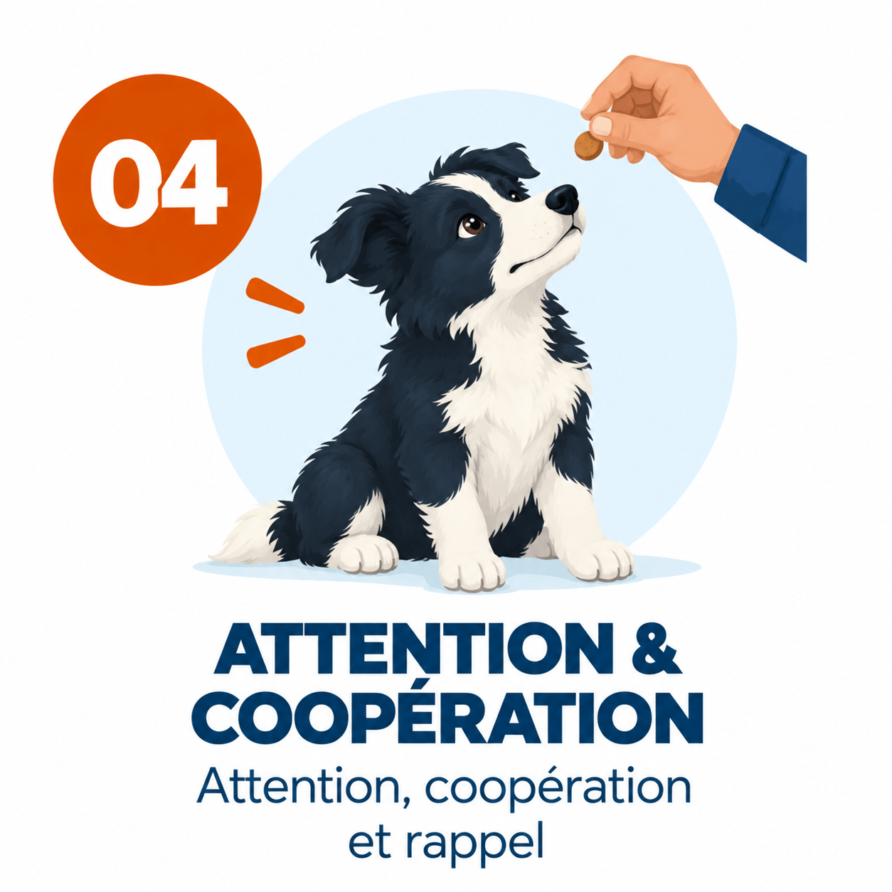 border collie rappel