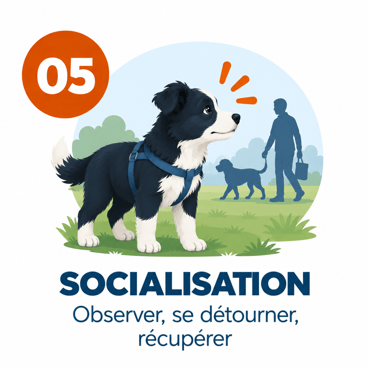 border collie Socialisation