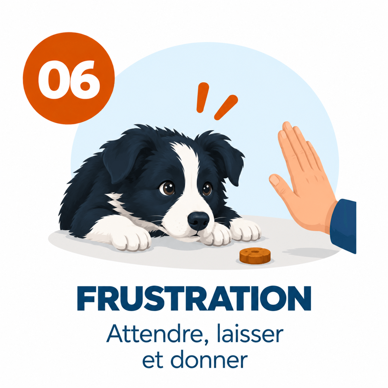 border collie Frustration