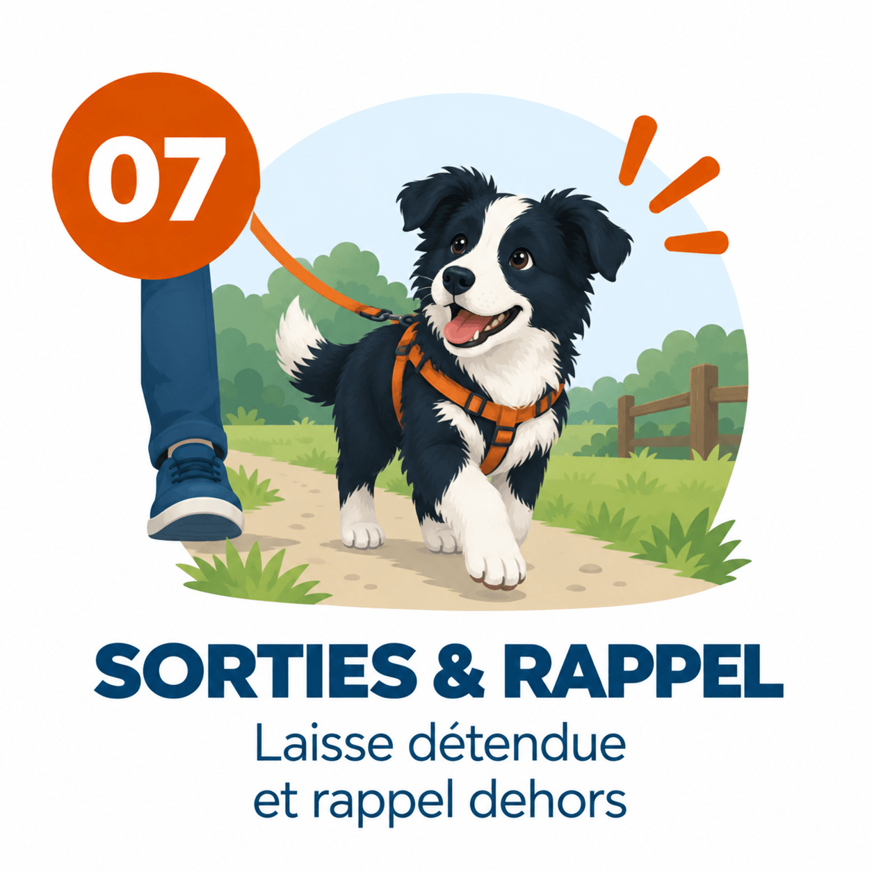 border collie laisse Dehors