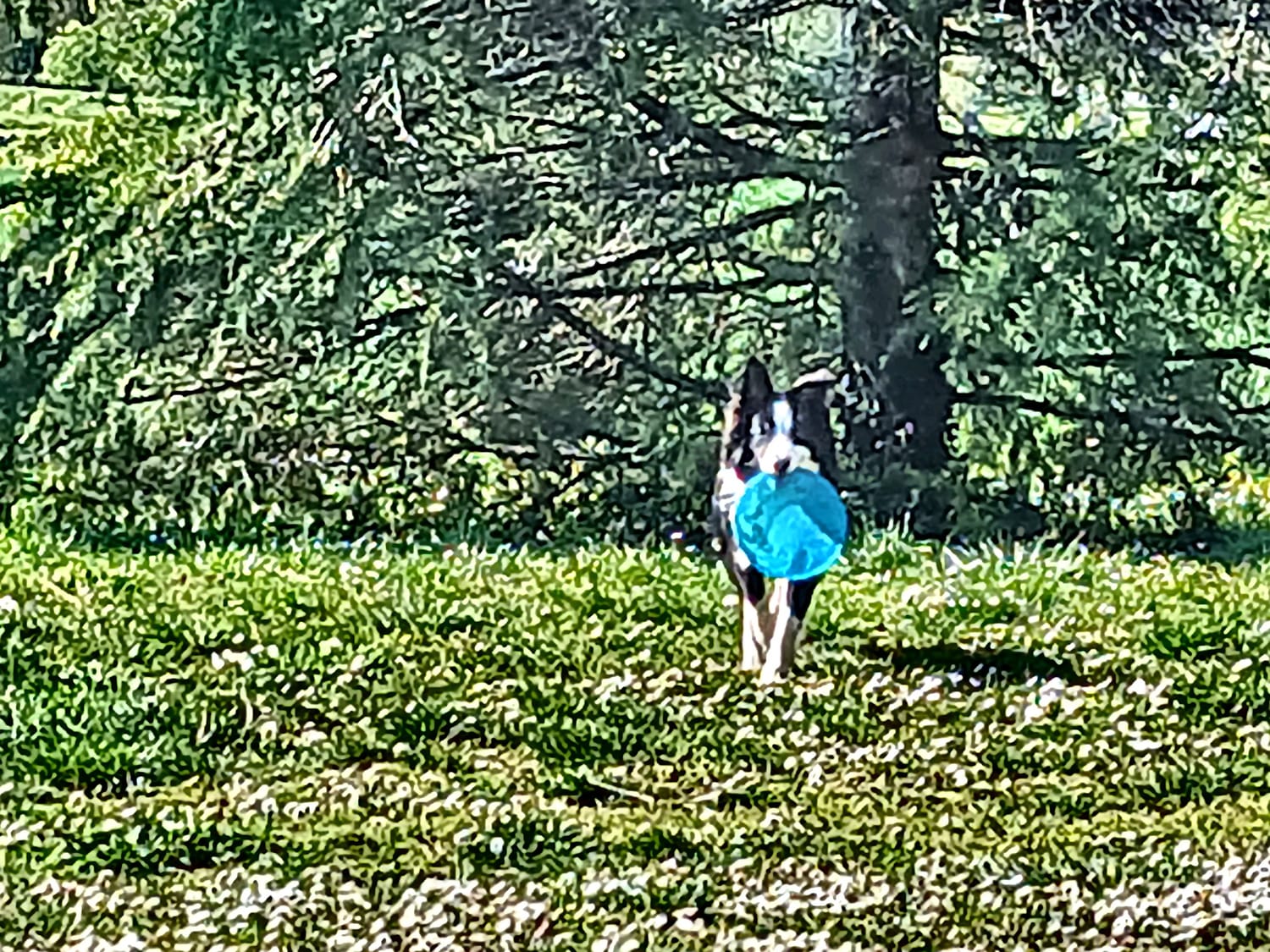 chiot border collie frisbee course travail