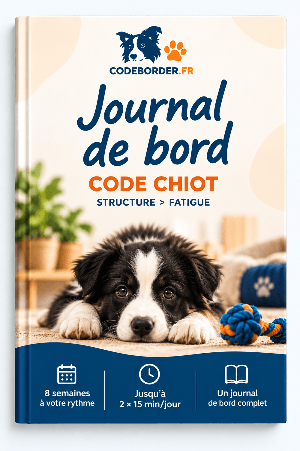 chiot border collie éducation conseils
