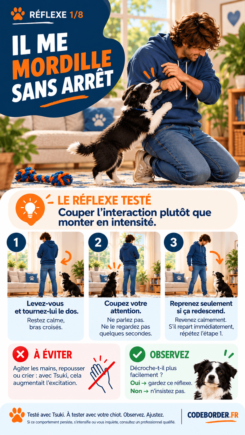 chiot border collie mordille