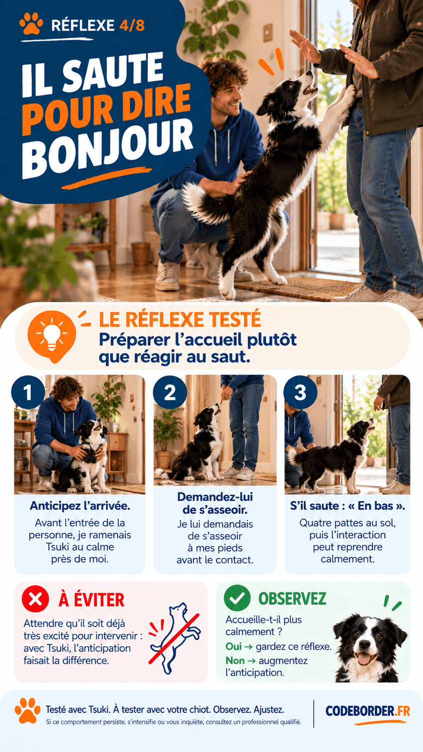 chiot border collie saute