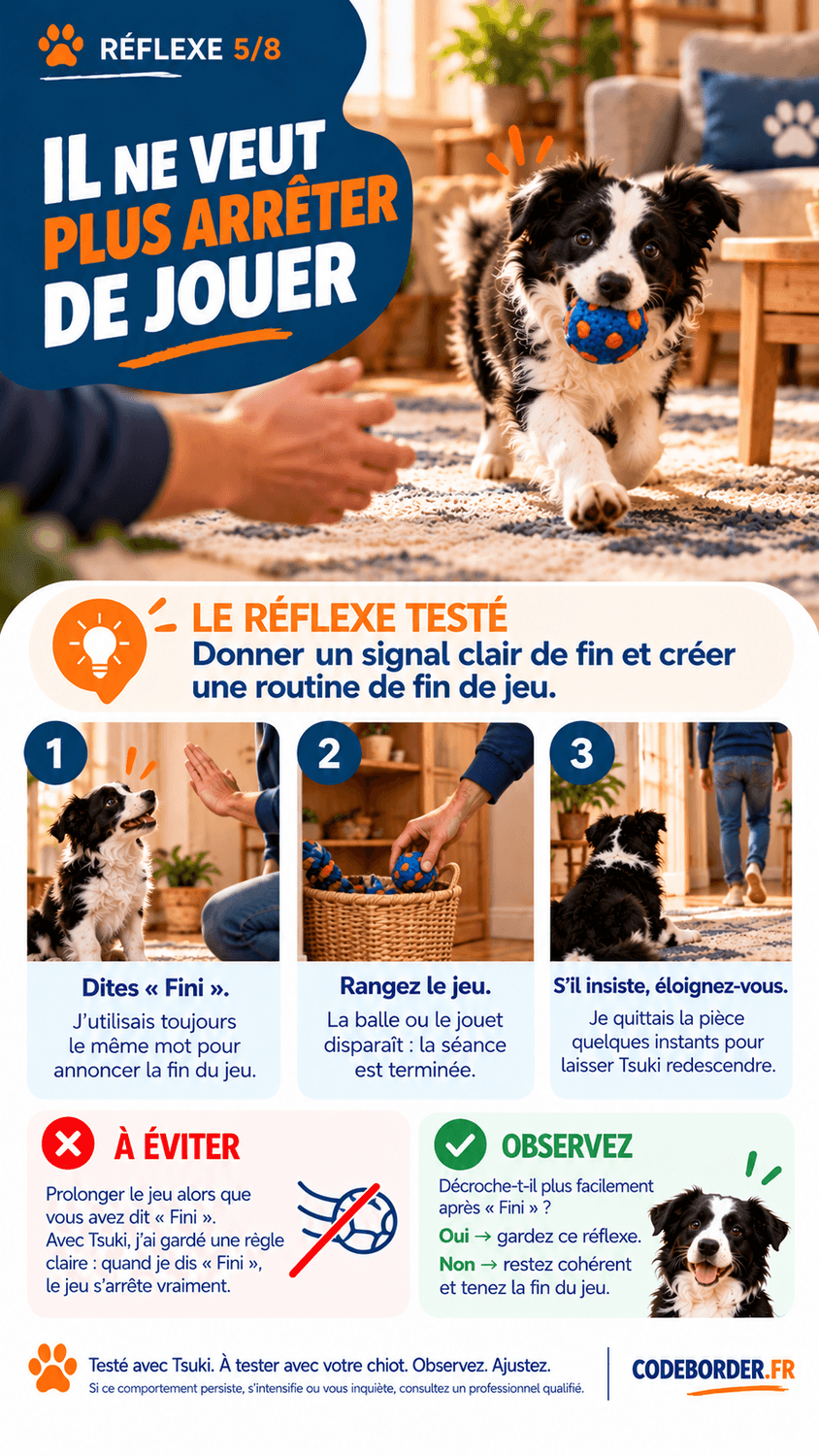 chiot border collie jeu
