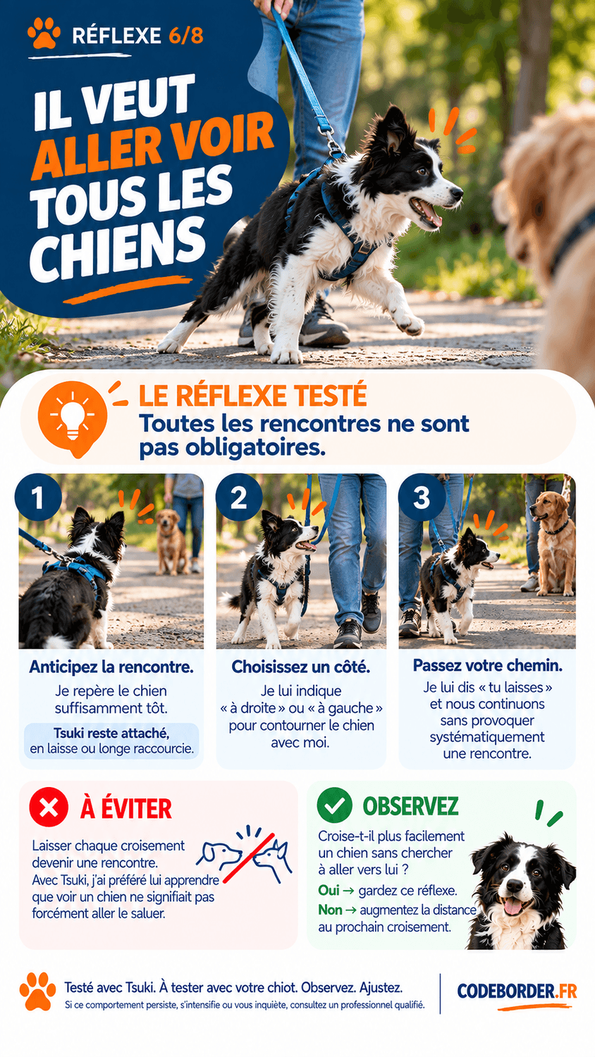 chiot border collie chiens promenade