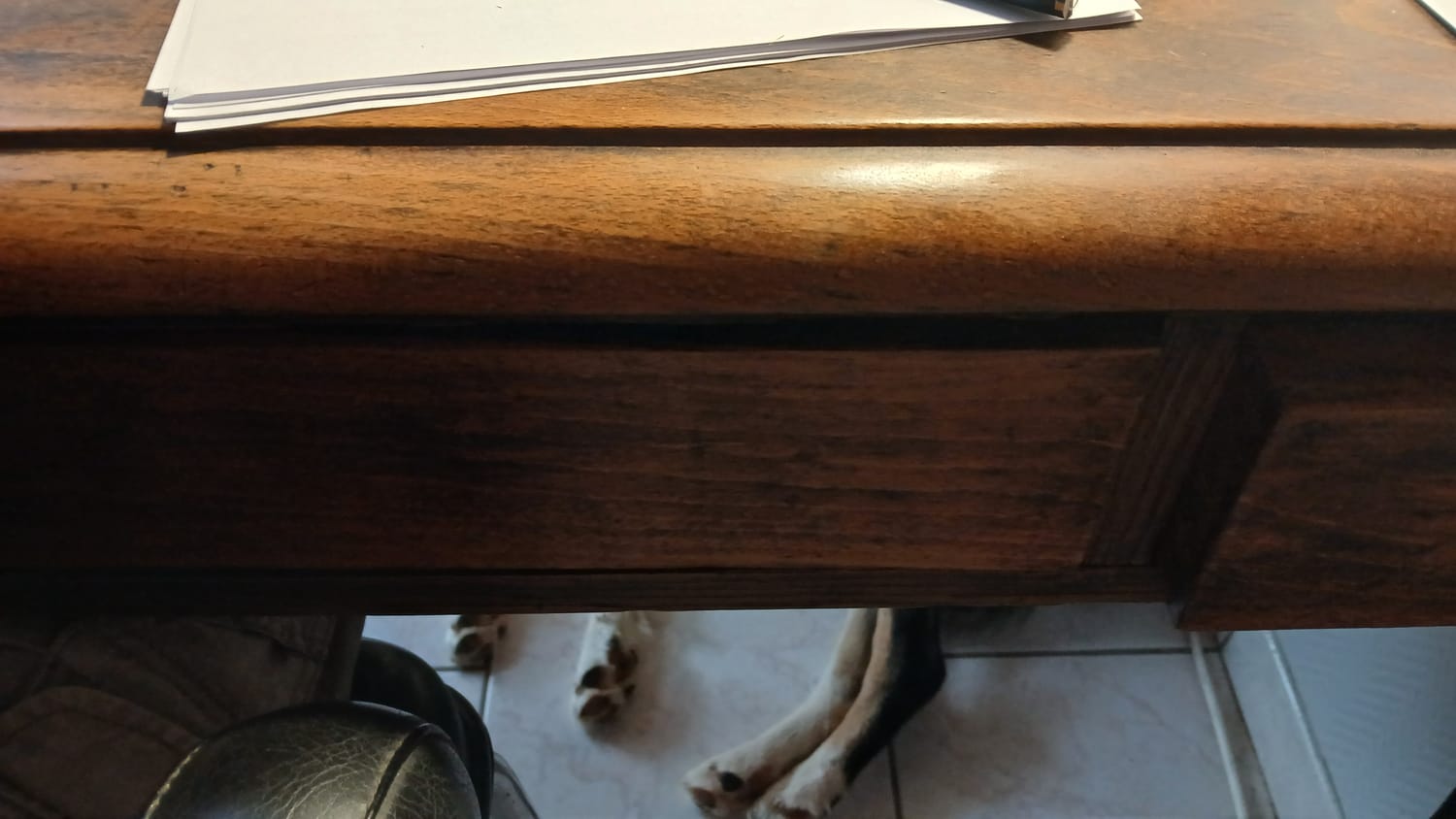 Tsuki au calme sous le bureau