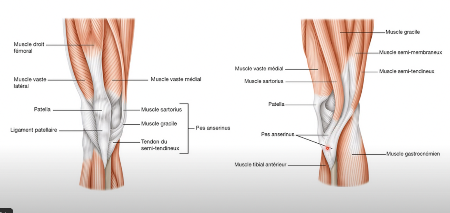 Tendinopathie de la patte d'oie en échographie