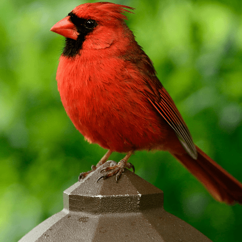 Clique aqui e saiba mais