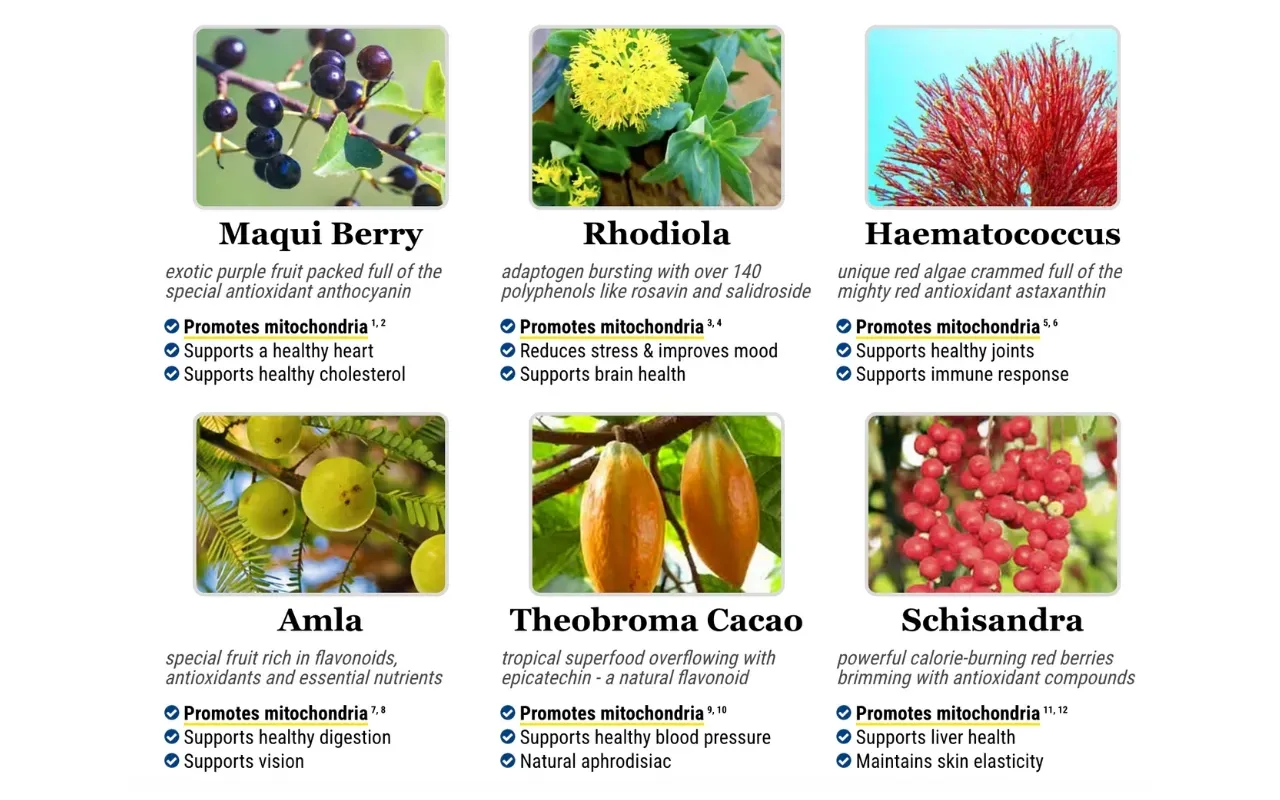 Mitolyn Purple Peel Ingredients