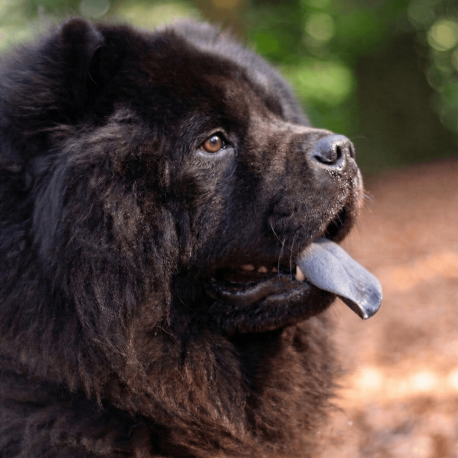 Relaxed dog photography session in Shropshire. A professional pet portrait of a Chow Chow captured outdoors by Lesley Notton near Telford and Shrewsbury.