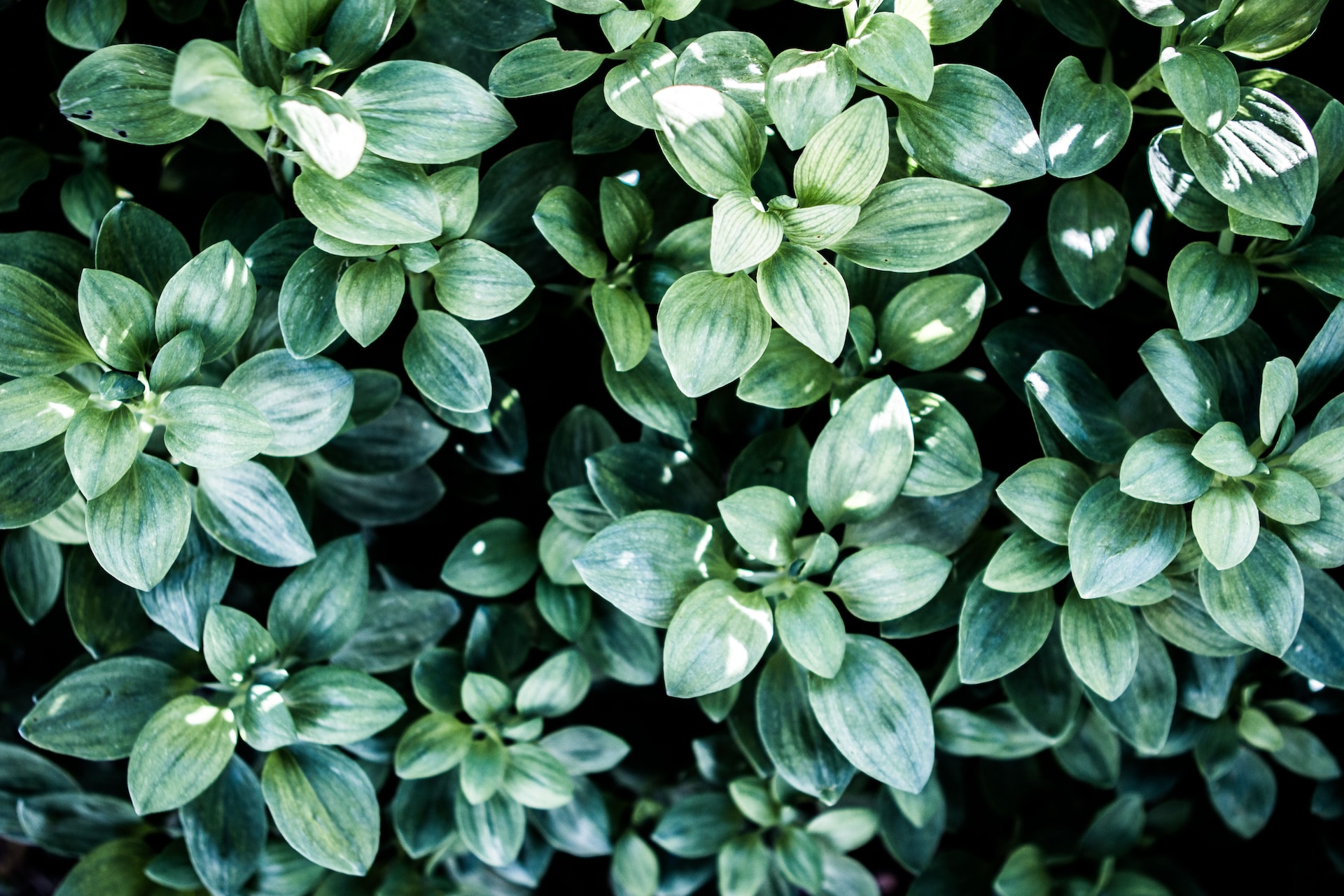 A shrub in Murfreesboro, TN that needs to be removed by Mid Tenn Tree Service