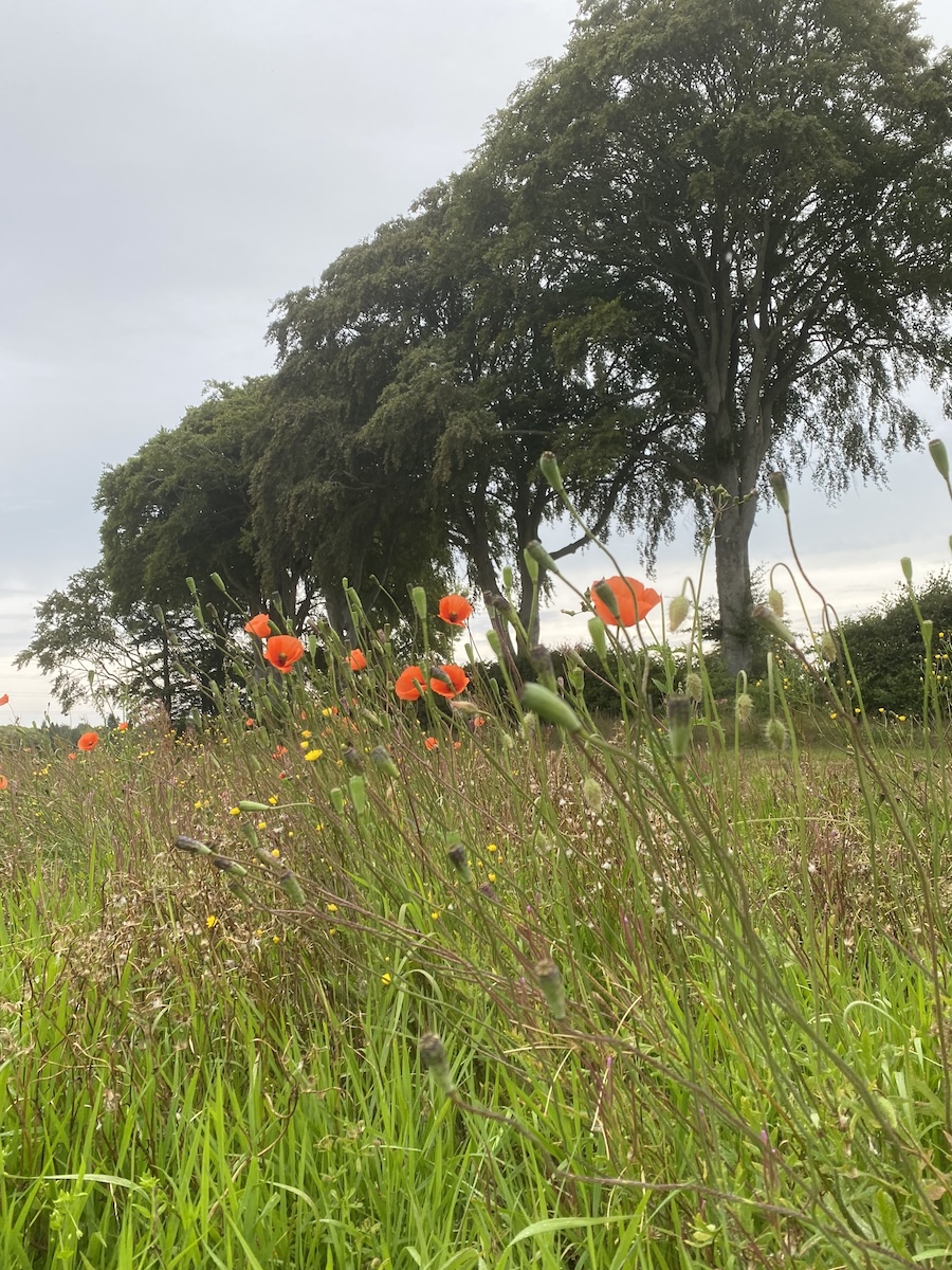 Local countryside walk