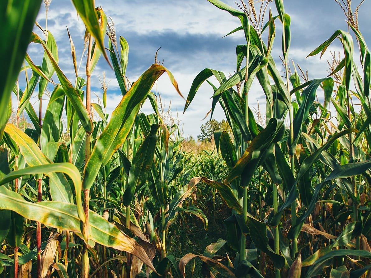 Field of corn photography for Thacker’s Tortilla Chips snack food branding