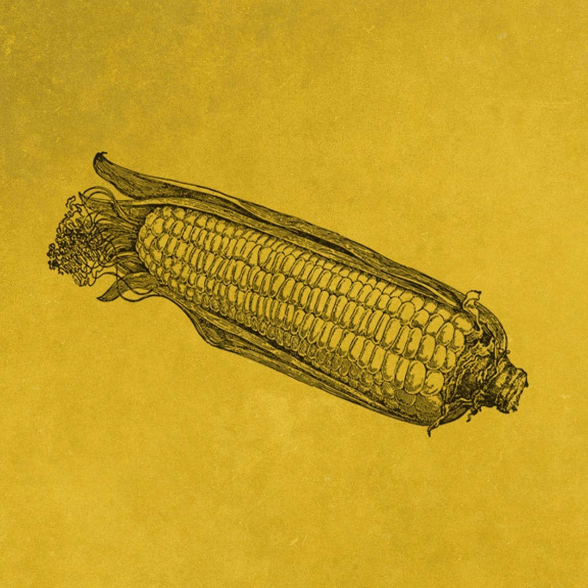 Corn artwork developed as part of Thacker’s Tortilla Chips snack food identity