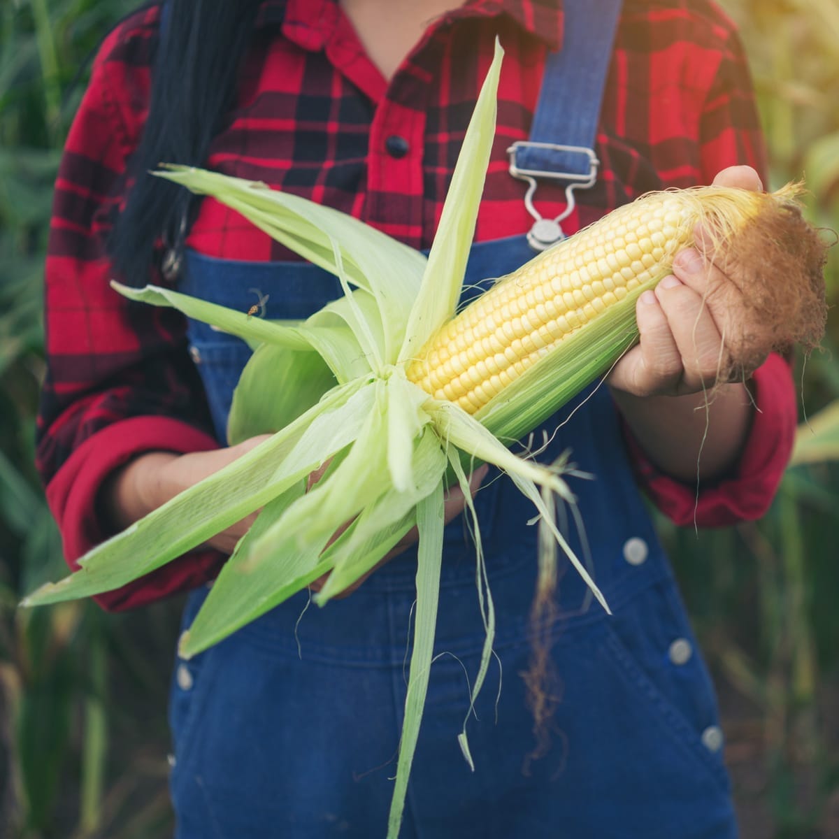 Corn grower showcasing harvest – visual storytelling for Thacker’s Tortilla Chips brand identity