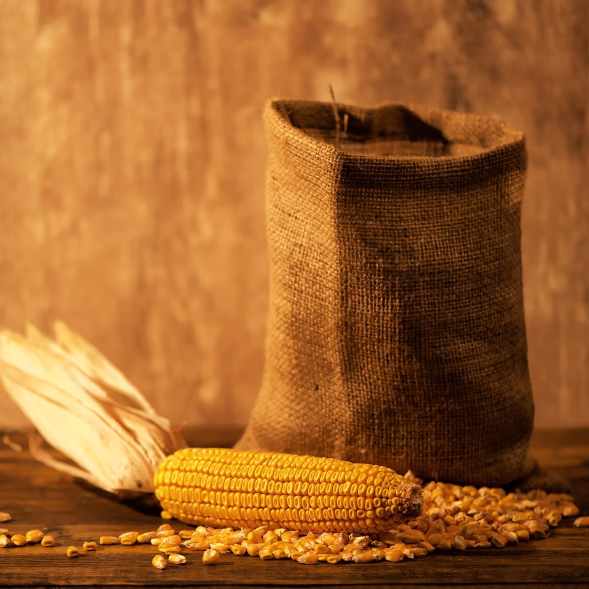 Rustic corn photography - brand storytelling for Thacker’s Tortilla Chip