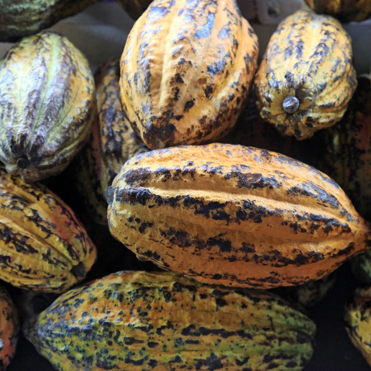 Close-up of cocoa pods – Heavenly Luxury Chocolate brand context