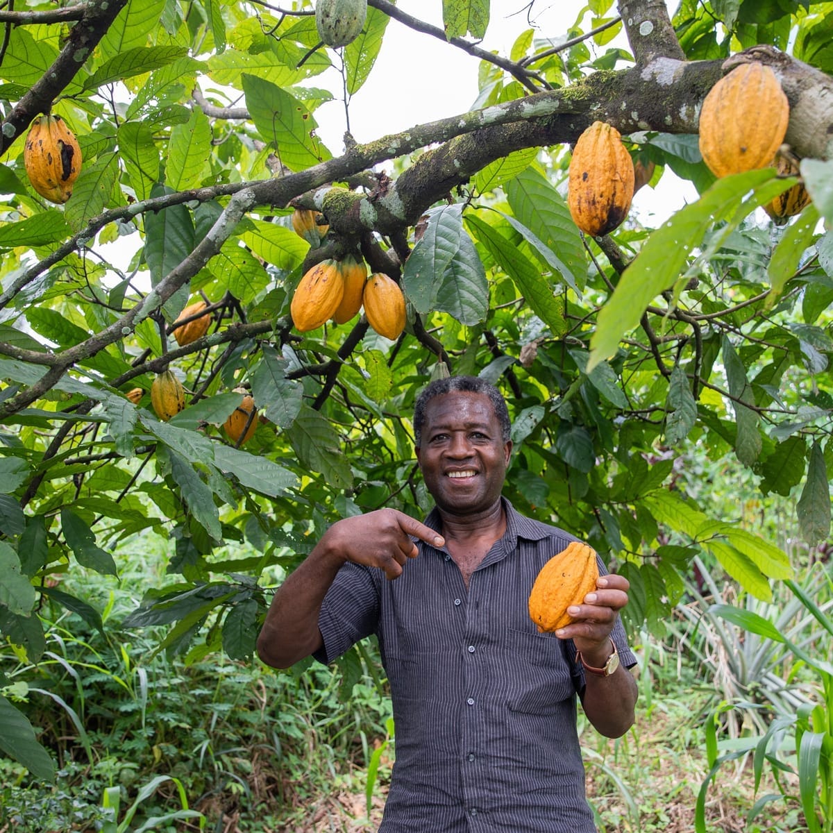 Cocoa farmer harvesting pod – Heavenly Luxury Chocolate brand storytelling
