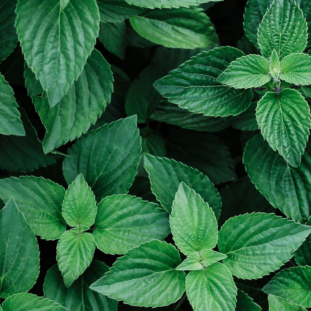 Mint leaves image for Pureskin Beauty Co branding visuals