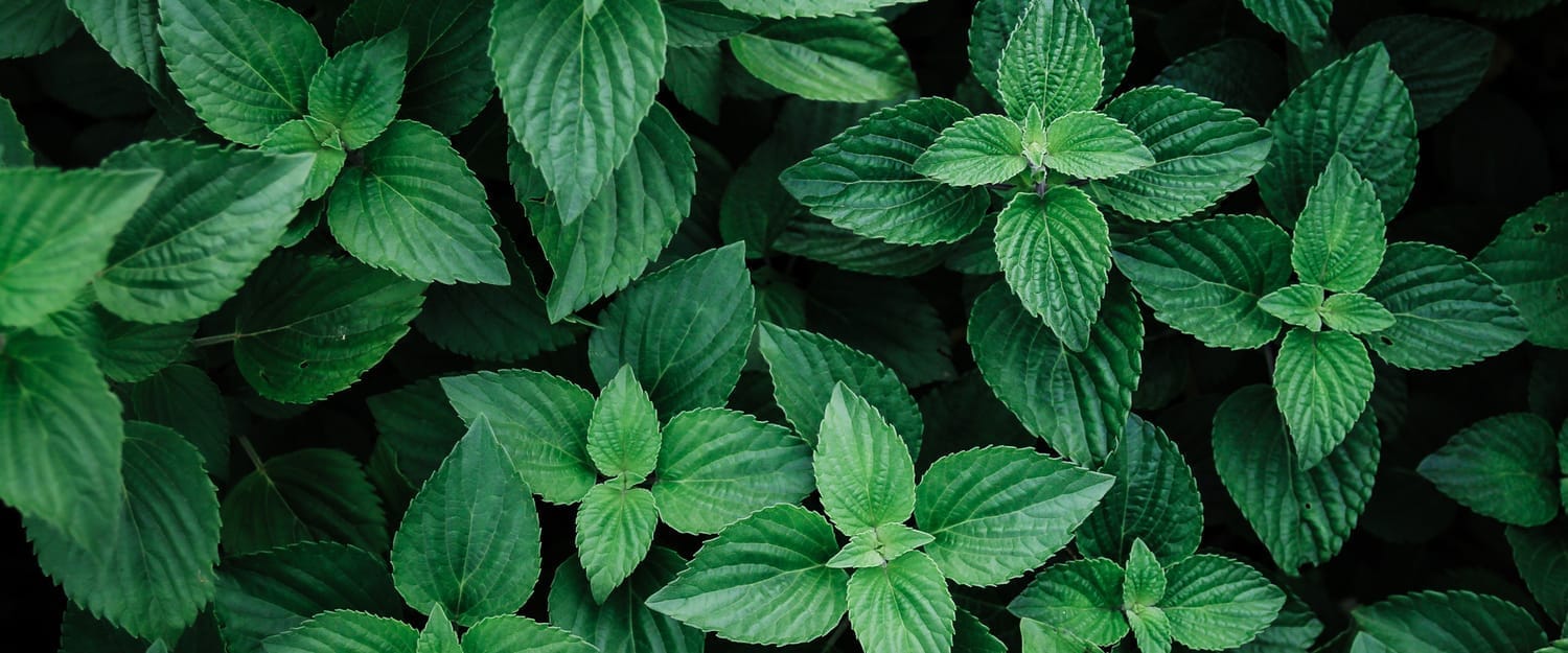 Mint leaves image for Pureskin Beauty Co branding visuals