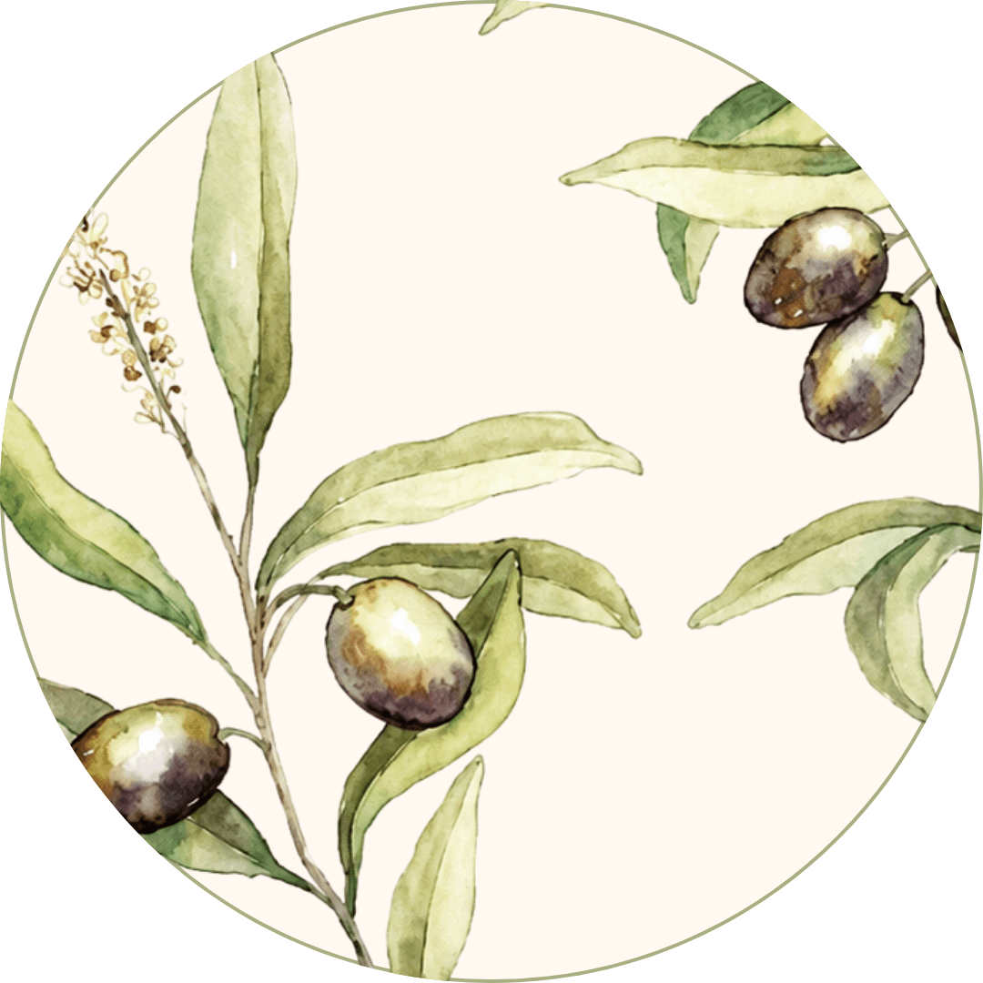Composición de Olivo