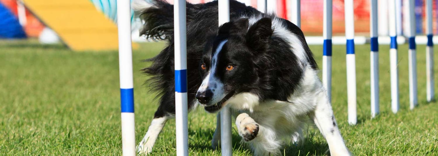 Ace Dog Sports